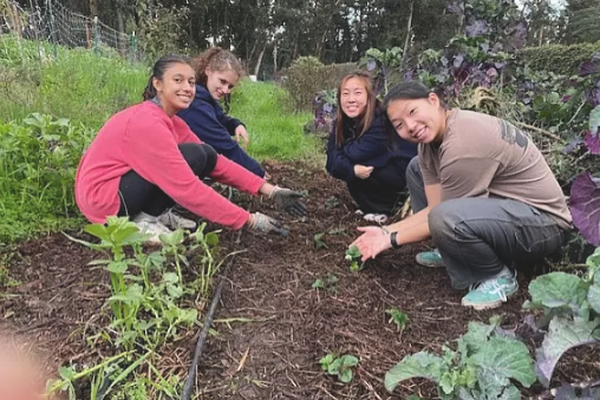 Mills College Community Farm image number null